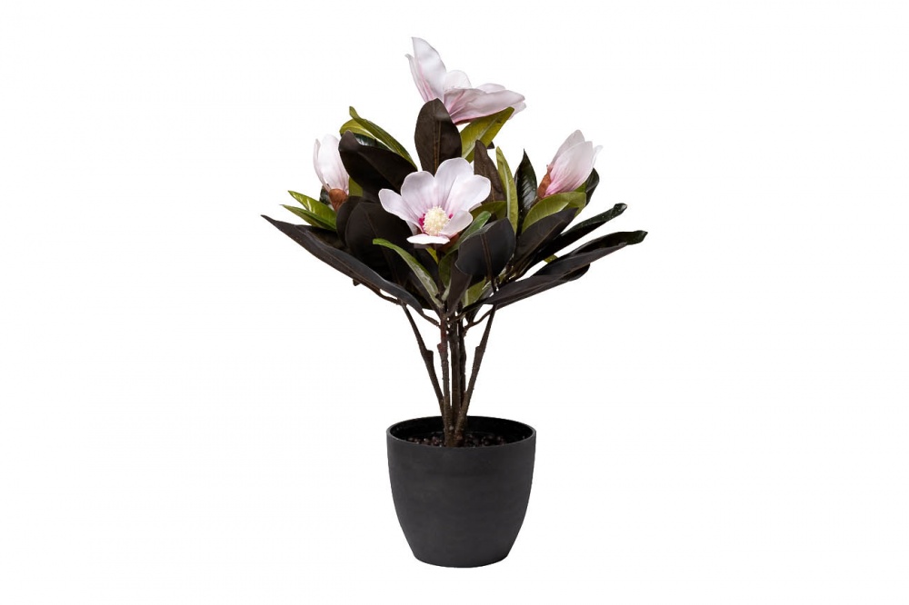 Магнолия розовая в горшке,50 см