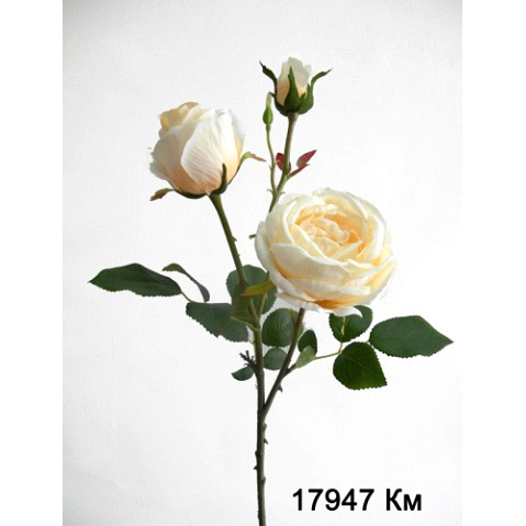 Роза чайная кремовая